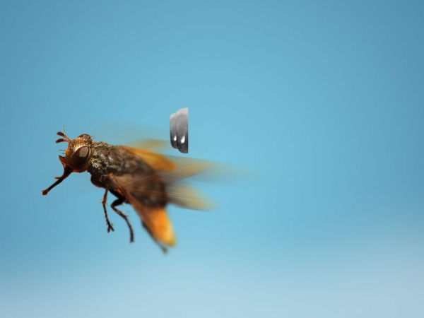 Creation of MAFLYIA: Step 5